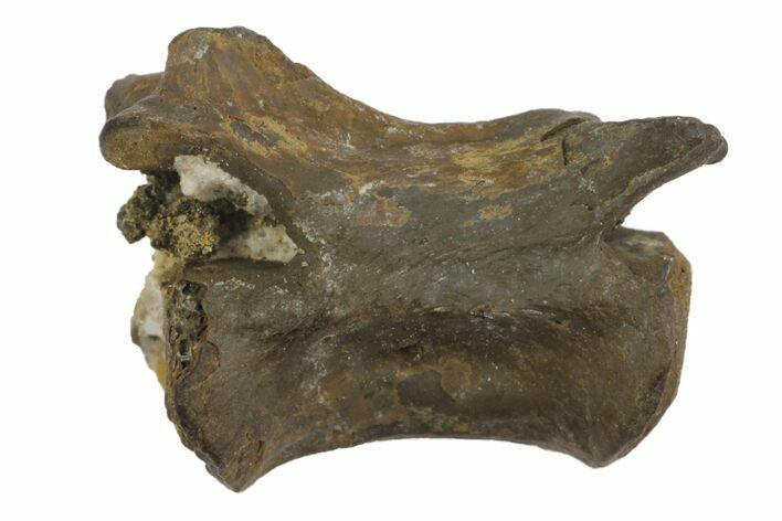 Permian Reptile Caudal Vertebra Fossil - Oklahoma #136359